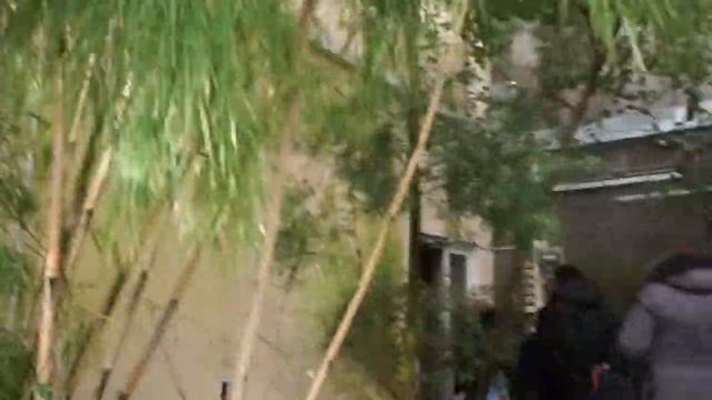 Субтропический маршрут во время цветения азалий,сакуры и камелий.Ботанический сад СПб.7.03.2021. смотреть онлайн