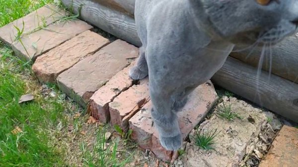 Британца подстригли