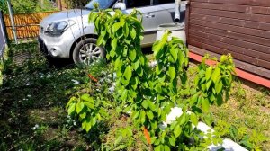 Черешня колоновидная Квин Мери в Подмосковье 2 сезон отзыв