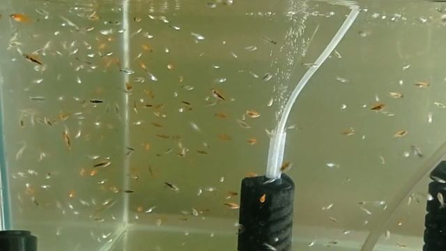 Кормление мальков Корм для малька Артемия корм для мальков смотреть онлайн