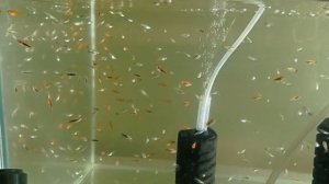 Кормление мальков Корм для малька Артемия корм для мальков