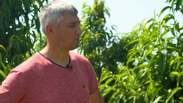 Спеціальні добрива Meristem для персика: досвід використання смотреть онлайн