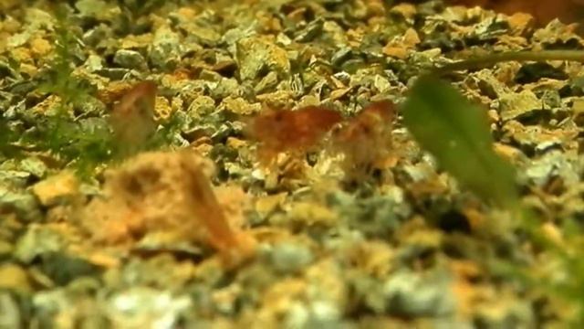 ужин креветок смотреть онлайн