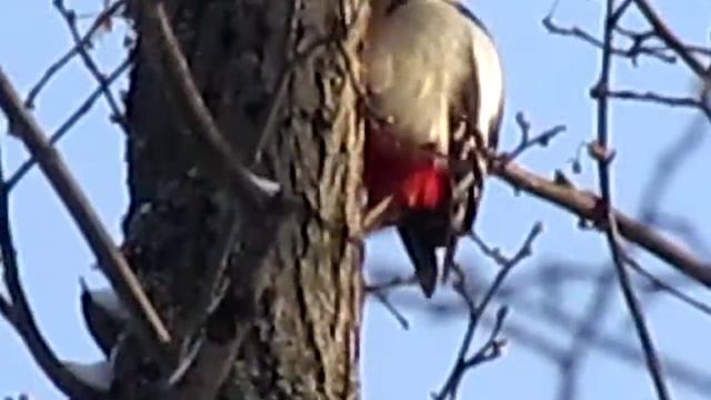 Обыкновенный дятел - большой и пёстрый... смотреть онлайн