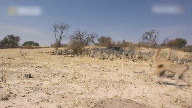 A cobra se aproximou do mangusto, mas o que aconteceu foi inesperado / mundo animal смотреть онлайн