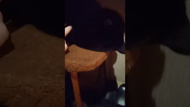 как правильно гладить кошку смотреть онлайн