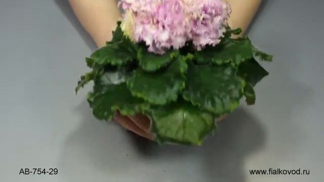 АВ-754-29 смотреть онлайн