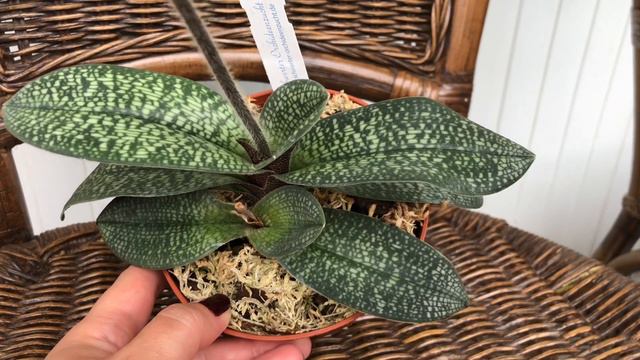 PAPHIOPEDILUM Magic Lantern!!! Цветение и уход. смотреть онлайн