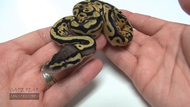Cutting Ball Python Eggs - GHI & Phantom x Pastel смотреть онлайн