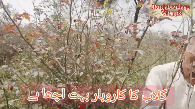 Flower garden visit vlog | Pakistan village vlog | Rana Shoaib sulheri | EP - 41 смотреть онлайн