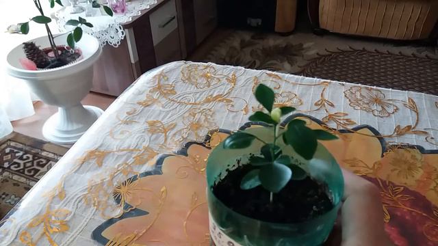 Муррайя выращенная с семечка зацвела. смотреть онлайн