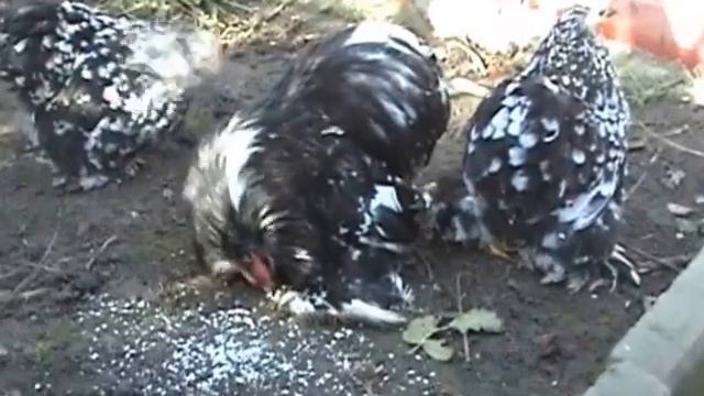 Кохинхин карликовый 2013 год смотреть онлайн