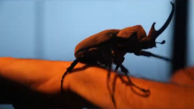 Hercules Beetle at Anamaya Resort.wmv смотреть онлайн