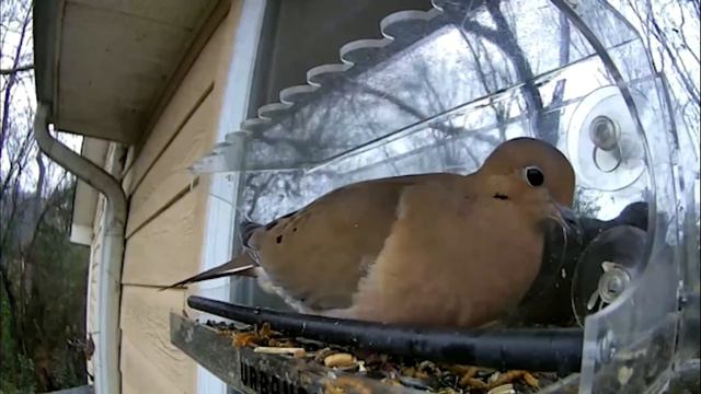 Bird Feeder Cam in Charlotte, NC, Carlina Wren, House Finch, Song Sparrow 20210213 Urban Birds смотреть онлайн