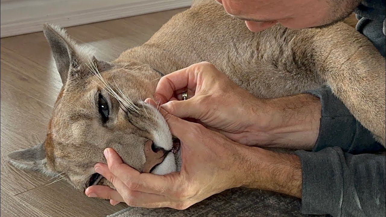 Острые клыки пумы Месси и бесстрашный Саша. Колоссальное доверие пумы к человеку! смотреть онлайн