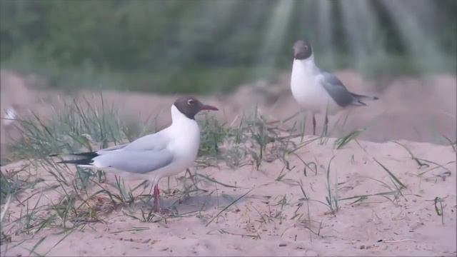 2023 Г. 18 ноября. небольшой релакс. смотреть онлайн