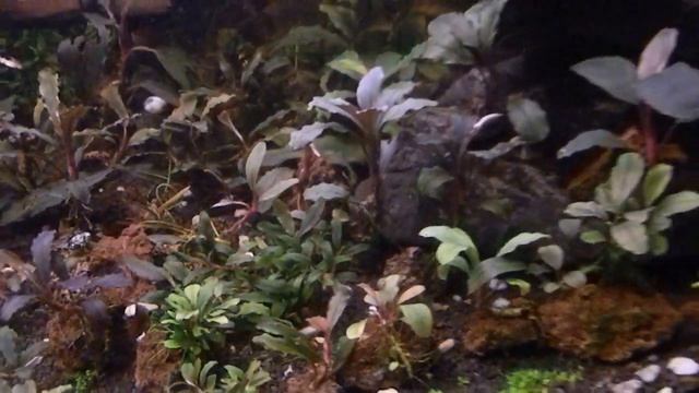 Мои Буцефаландры!!!  более 80 видов!!! Начало.