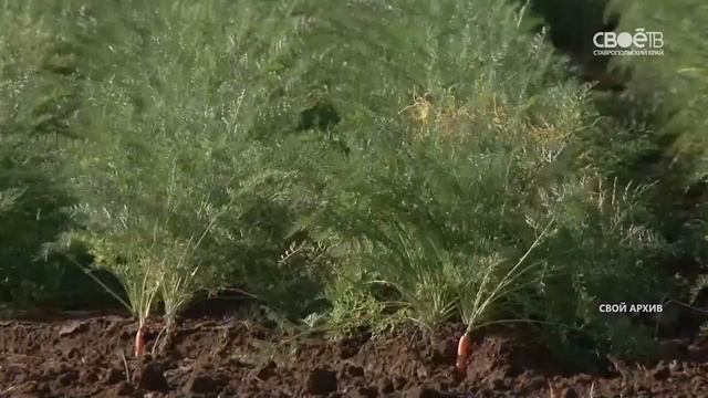 В Ставропольском крае по поручению губернатора разрабатывается программа поддержки овощеводства смотреть онлайн