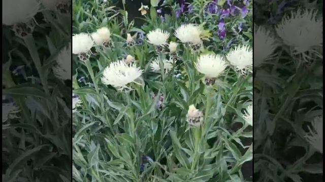 #цветы #лето #васильки смотреть онлайн