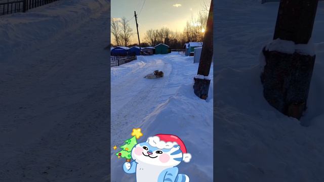 Собачьи игры! Грей и Панда!