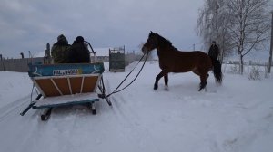Жеребец / покрытие кобылы Машки