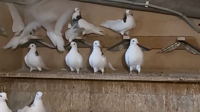 г.Покров Артамонов Ю.А. голубки Пермь,Ижи сентябрь 2020 год смотреть онлайн