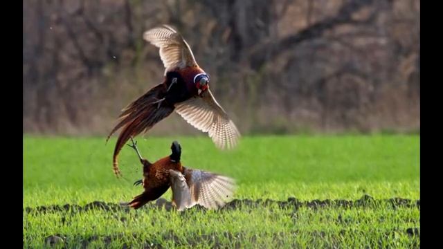 Топ 5 самых глупых животных в мире смотреть онлайн