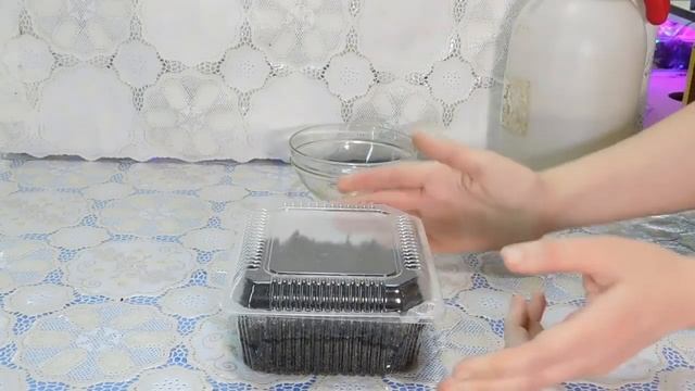 РАССАДА СЕЛЬДЕРЕЯ ! Выращивание в домашних условиях смотреть онлайн