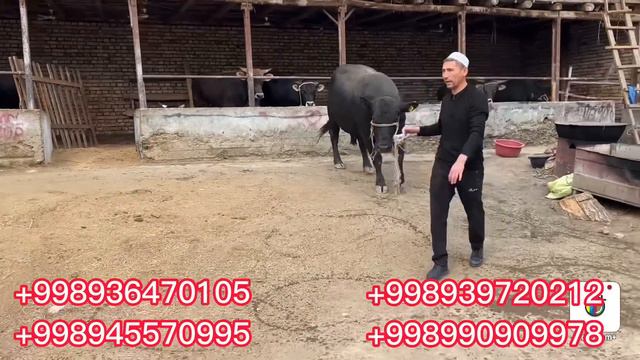 Qirg’izston Bishkek Shves GIGANT buqalari keldi 650 kg 2023 г. смотреть онлайн