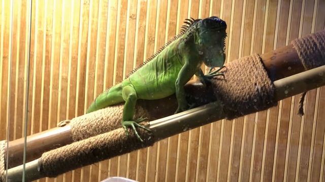 Игуана! Как содержать игуану?! смотреть онлайн