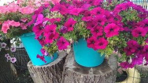 ОБЗОР АМПЕЛЬНОЙ ПЕТУНИИ "ОПЕРА"