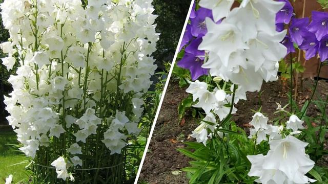 ПОСЕЙТЕ эти ЦВЕТЫ в ИЮЛЕ! Они порадуют цветением в следующем году. смотреть онлайн