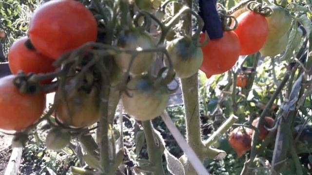 Томат Принц Боргизе! Полный обзор сорта смотреть онлайн