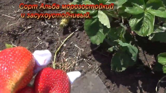 Обзор сортов клубники, дающих ранний урожай. смотреть онлайн