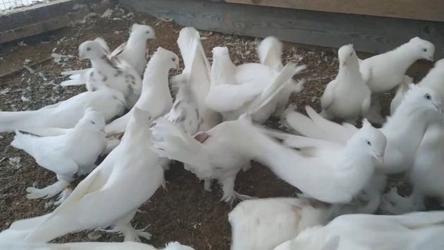 5 ноября 2021 г. светлый отсек, андижанские голуби узбекские голуби смотреть онлайн