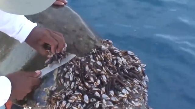 Паразиты буквально выедали бедное животное изнутри, но человек дал этой черепахе второй шанс! смотреть онлайн