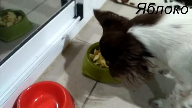 Сыроедение | Собаки сыроеды | Чихуахуа | Собаки тоже любят фрукты | Питбули смотреть онлайн