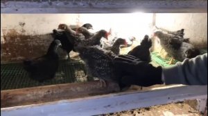 Доминанты 959 и 149 . 1,5 месяца