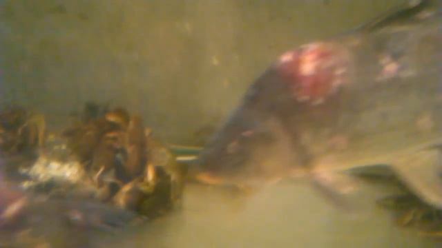 Сытые раки в Таврии-В