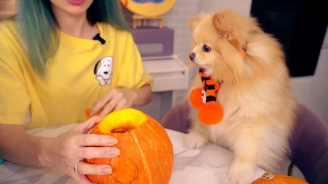 ПУШИСТИКИ устроили ТЫКВЕННЫЙ ЧЕЛЛЕНДЖ | Чья ТЫКВА ЛУЧШЕ? ТЫКВА Кисы против ТЫКВЫ Шпица и Ежа смотреть онлайн