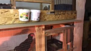 Мое племя на 2022, бойцовские куры