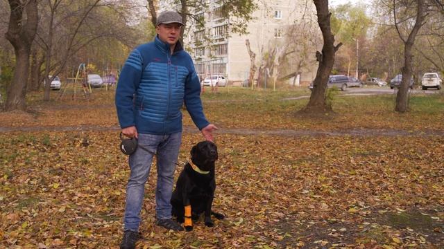 Сезонные болезни у собак смотреть онлайн