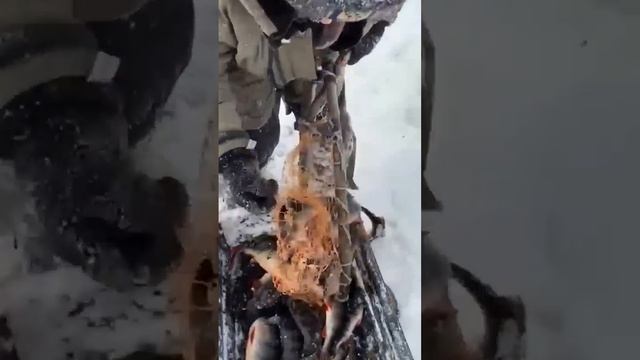 Любо пилить полыньи либо ловить. Что выбираеш? ?? ? #окунь #рыбалка #клюет клюет #рыба смотреть онлайн