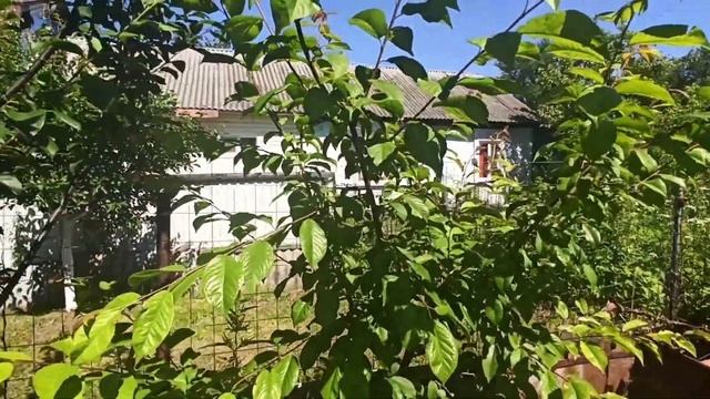 Летняя обрезка плодового дерева. Сроки,чем обрезать и зачем проводить летом?