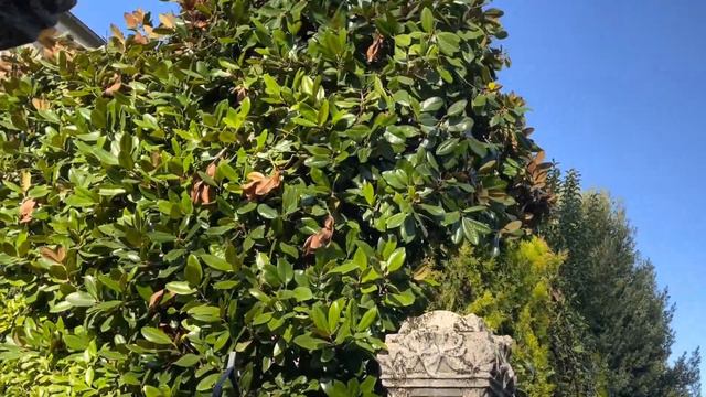 Padova|как живут итальянцы|дома в Италии|гуляем по жилой улице|декабрь 21 смотреть онлайн
