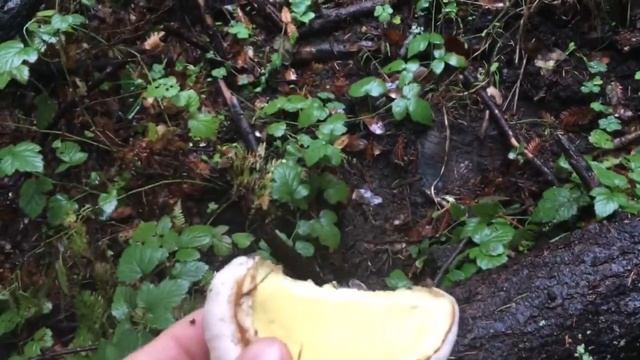 Red belted polypore. Medicine for cancer and immune system. смотреть онлайн
