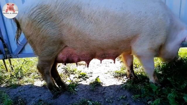 Миллион на свиньях.Дешевый способ сделать зернохранилище!Вес породистого дюрка в 3 месяца! смотреть онлайн