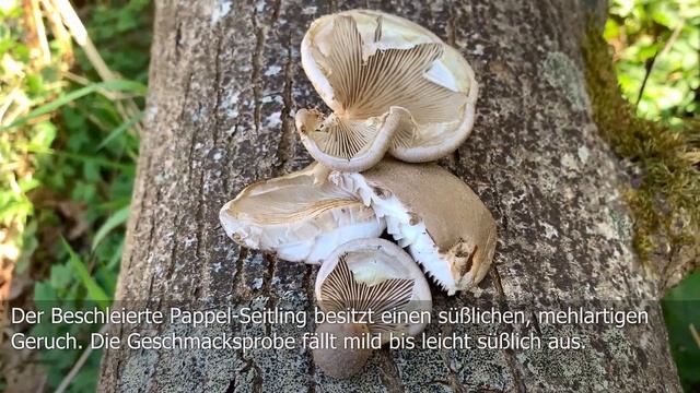 Beschleierter Pappel-Seitling, Espen-Seitling, Pleurotus calyptratus | Typische Verwechlungspartner смотреть онлайн