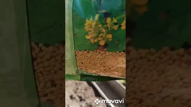 Как я делаю лёгкую и плодородную грядку.... смотреть онлайн