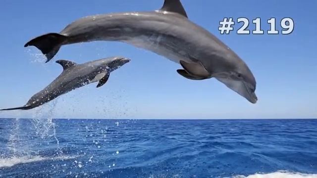 #2119 Дельфины В мире животных смотреть онлайн
